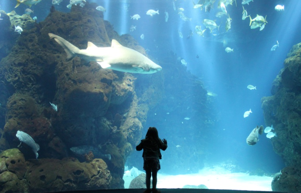 Kuwait Aquarium, Inside Scientific Center, Kuwait